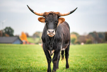 A Texas Longhorn stands in a green grassy field in Germany, gazing directly into the camera.