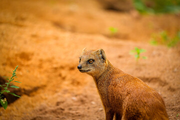 Yellow mongoose