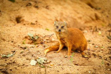 Yellow mongoose