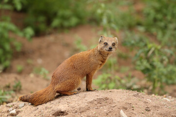 Yellow mongoose