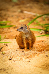 Yellow mongoose