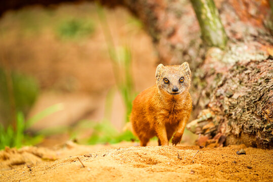 Yellow mongoose