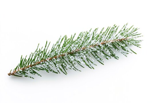 Frosted pine branch on white background