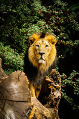 male Asiatic lion (Panthera leo leo) it's really a big majestic beast
