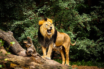 male Asiatic lion (Panthera leo leo) it's really a big majestic beast