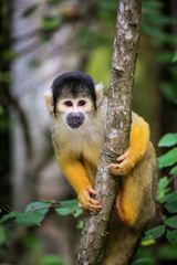 Inqusitive South American Black capped squirrel monkey (Saimiri boliviensis) in a tree