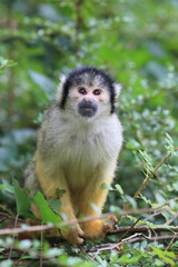 Inqusitive South American Black capped squirrel monkey (Saimiri boliviensis) in a tree