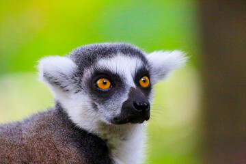ring tailed lemur