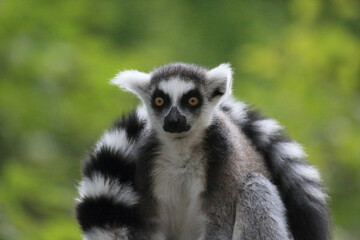 ring tailed lemur