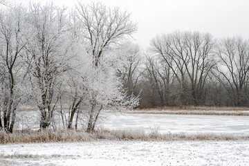 Winter Wonderland: Frosty Trees and Snow-Covered Landscape