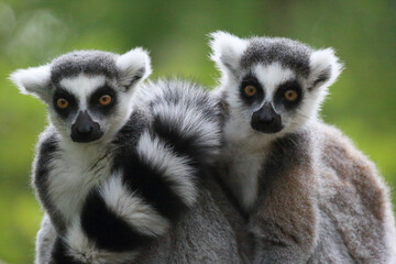 Close up of ring tailed lemurs resting outdoors