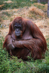 Naklejka premium The Bornean orangutan (Pongo pygmaeus).