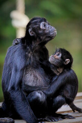Mother and baby spider monkey in natural habitat.