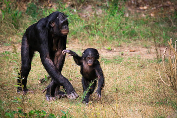 Bonobo (Pan paniscus), Lola ya Bonobo sanctuary, Kinshasa, Democratic Republic of the Congo