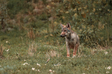 The gray wolf or grey wolf jung (Canis lupus)