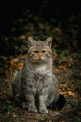 Captive wild cat (felis sylvestris), United Kingdom, Europe