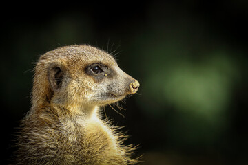 portrait of a meerkat