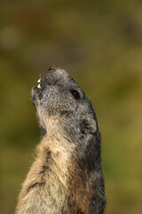 Alpine marmot (Marmota marmota) portrait, Hohe Tauern National Park, Austria