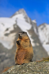 Two alpine marmots (Marmota marmota) feeding outdoors