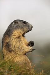 Alpine Marmot on sunny day in front of mountains, Carinthia, Austria