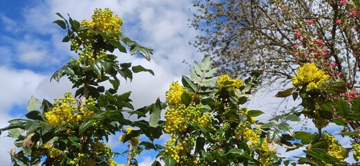 mahonienblüte