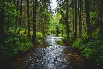 Obraz premium Tranquil Forest Stream Surrounded by Lush Greenery