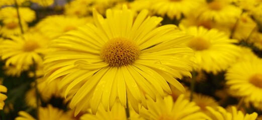 gelbe blüten
