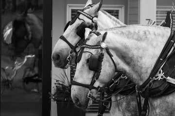 Horses