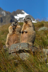 Alpine Marmot on sunny day in front of mountains, Carinthia, Austria