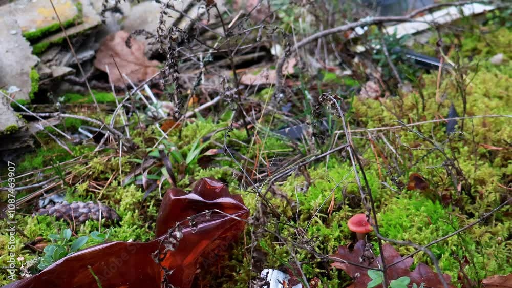 Canvas Prints pile of trash left in a forest clearing, illustrating the problem of littering and environmental pol