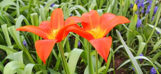 im blumembeet © Hubert