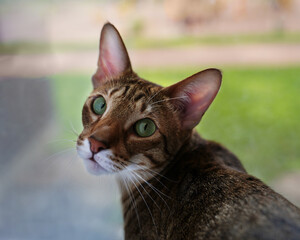 A cute Oriental cat looks at the photographer with curiosity
