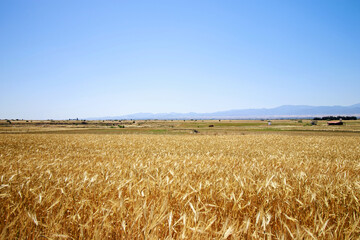 wheat field in the summer