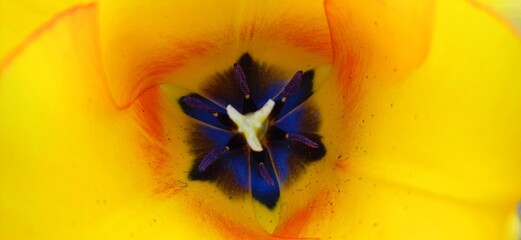 tulpenstempel © Hubert