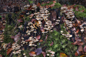 Close-up of forest mushrooms in autumn in the Taunus