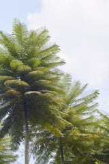 Brazilian Fern tree (Schizolobium parahyba) againt blueish background