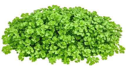 Obraz premium Lush green foliage, vibrant leaves, dense plant, natural texture, top view isolated on transparent or white background. Generative ai