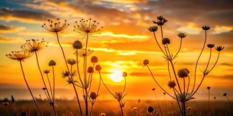 Obraz premium Silhouettes of wildflower stems stand tall against a vibrant sunset sky, creating a picturesque scene of nature's delicate beauty and resilient life