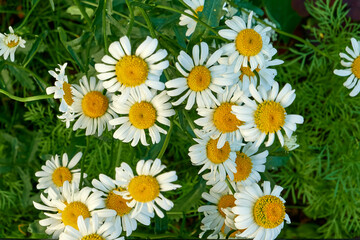 beautiful flowering plants bellis perennis with white petals and a yellow core in a spring evening city flower bed near the house. background for designer, artist, screensaver, desktop, wallpaper © MediaSSV