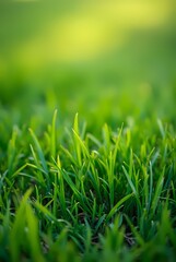 Fototapeta premium Green lawn with fresh grass outdoors, ground level perspective