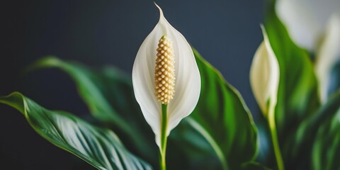 Obraz premium Close up of a blooming white spathiphyllum flower bud, showcasing the beauty of spathiphyllum. Ideal for those interested in the care of home plants and growing plants in an apartment setting.