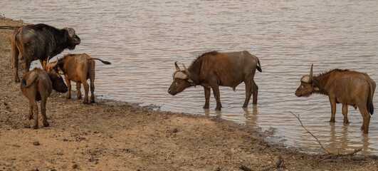 Afrikanische Tiere Kaffernbüffel oder auch Afrikanischer Büffel Steppenbüffel genannt, am Wasserloch vom Krüger National Park - Kruger Nationalpark Südafrika