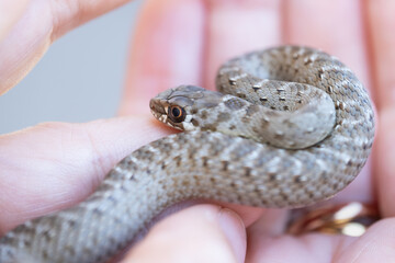close up of a small wild snake baby coils around itself in the center of the palms of an anonymous woman's hands. It is a beautiful scene of Wild nature and human beings in coexistence