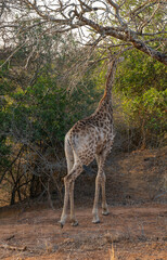 Afrikanische Tiere Giraffen Jungtier im Krüger National Park - Kruger Nationalpark Südafrika