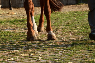 Die Tierärztin ist da. Details einer Untersuchung am Pferdehuf und Pferdebein