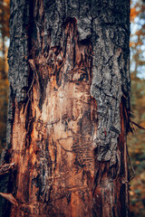 the bark on the tree trunk is stripped by bear claws
