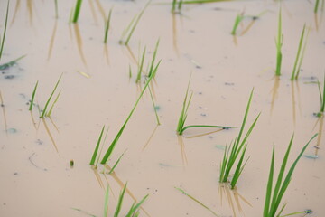 Just planted rice plant. It is a very popular cereal plant.  Paddy Cultivation of India. close up of  green rice field. Green plant of paddy in rainy season.