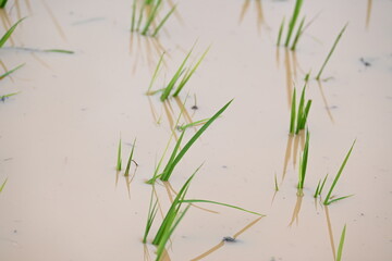 Just planted rice plant. It is a very popular cereal plant.  Paddy Cultivation of India. close up of  green rice field. Green plant of paddy in rainy season.
