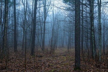 Fototapeta premium Misty Forest: A Serene Path Through Foggy Trees