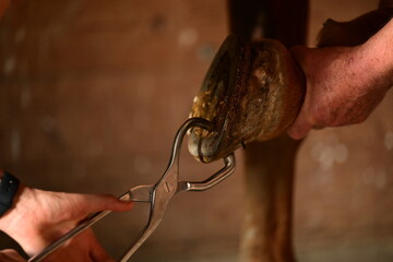 Die Tierärztin ist da. Details einer Untersuchung am Pferdehuf und Pferdebein © Grubärin